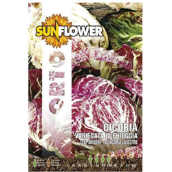Sementi Cicoria Variegata Chioggia Sunflower características