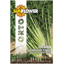 Sementi Cicoria Gigante Di Chioggia Sunflower características