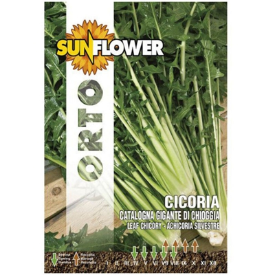 Sementi Cicoria Gigante Di Chioggia Sunflower