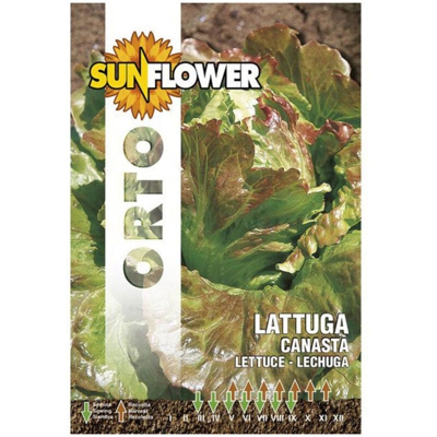 Sementi Lattuga Canasta Sunflower