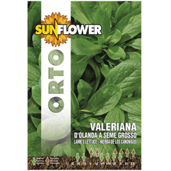 Sementi Valeriana D'Olanda Sunflower características