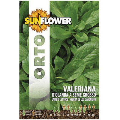 Sementi Valeriana D'Olanda Sunflower