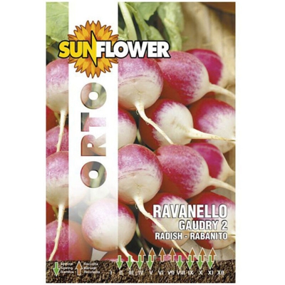 Sementi Ravanello Gaudry 2 Sunflower
