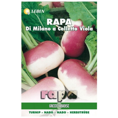 Sementi Rapa Milano Colletto Viola Leben
