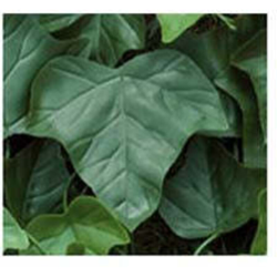 FOGLIE RICAMBIO SIEPE EDERA Cf.Pz.20 precio