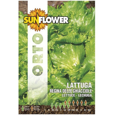 Sementi Lattuga Regina Delle Ghiacciole Sunflower