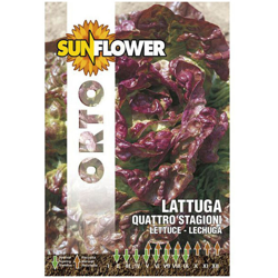 Sementi Lattuga Quattro Stagioni Sunflower precio