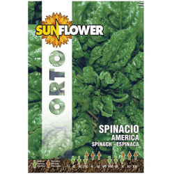 Sementi Spinacio America Sunflower características