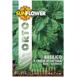 Sementi Basilico Foglie Lattuga Sunflower precio