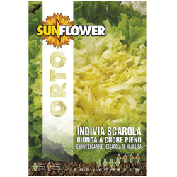 Sementi Indivia E Scarola Sunflower características