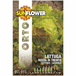 Sementi Lattuga Rossa Di Trento Sunflower en oferta