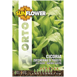 Sementi Cicoria Zuccherina Di Trieste Sunflower en oferta