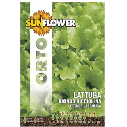 Sementi Lattuga Bionda Ricciolina Sunflower características