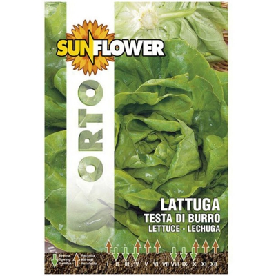 Sementi Lattuga Testa Di Burro Sunflower