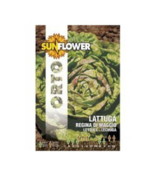 Sementi Lattuga Regina Di Maggio Sunflower en oferta