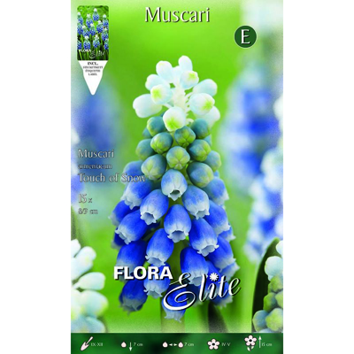 Muscari Armeniacum Touch Of Snow Confezione Da 15 Bulbi Autunnali Bulbs Bulbes