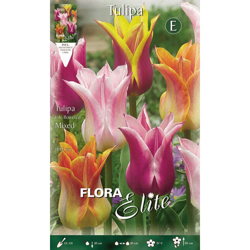 Bulbi Autunnali Tulipano Fior Di Giglio Mix Di Colori Confezione Da 10 Bulbi Autunnali Bulbs características