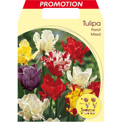 Bulbi Autunnali Tulipano Parrot Mix Di Colori Confezione Da 25 Bulbi Bulbs Bulbes características