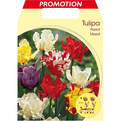 Bulbi Autunnali Tulipano Parrot Mix Di Colori Confezione Da 25 Bulbi Bulbs Bulbes