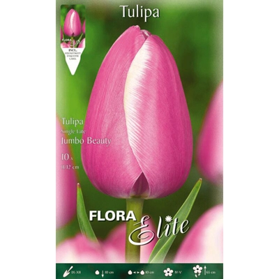 Bulbi Autunnali Tulipano Jumbo Beauty Confezione 10 Bulbi Bulbs Bulbes