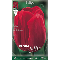 Bulbi Autunnali Tulipano Triumph Ile De France Confezione Da 10 Bulbi Bulbs Bulbes precio