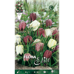 Bulbi Autunnali Fritillaria Meleagris Confezione Da 10 Bulbi Bulbs Bulbes características