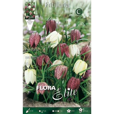 Bulbi Autunnali Fritillaria Meleagris Confezione Da 10 Bulbi Bulbs Bulbes