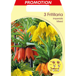 Bulbi Autunnali Fritillaria Imperialis Mix Confezione Da 3 Bulbi Bulbs Bulbes en oferta