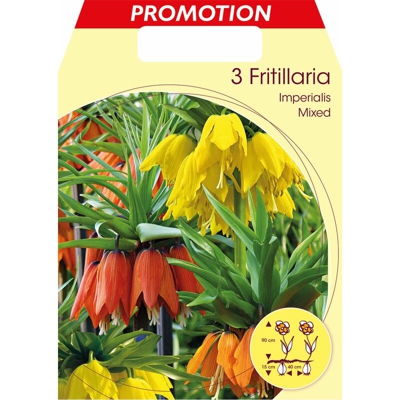 Bulbi Autunnali Fritillaria Imperialis Mix Confezione Da 3 Bulbi Bulbs Bulbes