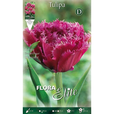 Tulipano Fiore Doppio Mascotte Confezione Da 5 Bulbi Autunnali Bulbs Bulbes