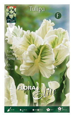 Bulbi Autunnali Tulipano Parrot White Confezione Da 10 Bulbi Bulbs Bulbes