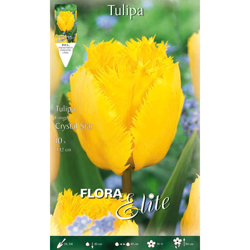 Tulipano Sfrangiati Crystal Star Confezione Da 10 Bulbi Autunnali Bulbs Bulbes precio