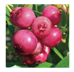 Mirtillo Rosa Pink Lemonade (1 Pianta) precio