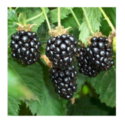 1 Pianta di Mora Chester Rubus Fruticosus dai Frutti Grandi e Dolci características
