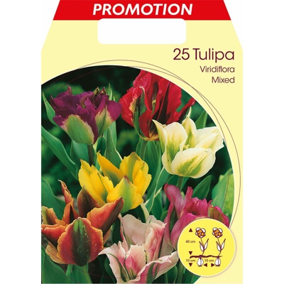 Bulbi Autunnali Tulipano Viridiflora Mix Di Colori Confezione Da 25 Bulbi Bulbs Bulbs