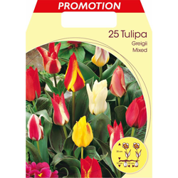 Bulbi Autunnali Di Tulipano Greigii Mix Confezione Da 25 Bulbi Bulbs Bulbes características