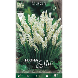 Muscari Botryoides Album Confezione Da 10 Bulbi Bulbs Bulbes precio