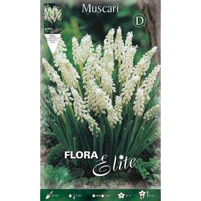 Muscari Botryoides Album Confezione Da 10 Bulbi Bulbs Bulbes