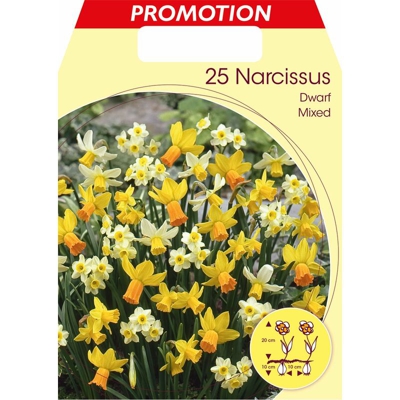 Bulbi Autunnali Narcisi Dwarf Mixed Confezione Da 25 Bulbi Bulbs Bulbes