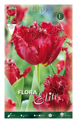 Tulipano Sfrangiato Versaci Confezione Da 10 Bulbi Autunnali Bulbs Bulbes precio