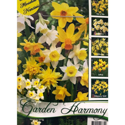 Collezione Di 50 Bulbi Autunnali Narcisi Botanici In Mix Bulbs en oferta