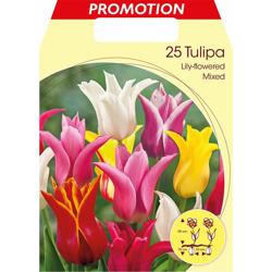 Bulbi Autunnali Tulipano Fior Di Giglio Mix Di Colori Confezione Da 25 Bulbi Autunnali Bulbs precio