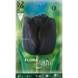 Bulbi Autunnali Tulipano Paul Scherer Confezione Da 10 Bulbi Bulbs Bulbes en oferta