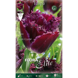 Tulipano Sfrangiato Purple Crystal Confezione Da 10 Bulbi Autunnali Bulbs Bulbes precio