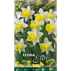 Bulbi Primaverili Narciso Trumpet Topolino Confezione Da 5 Bulbi Bulbs en oferta