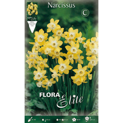Narciso Jonquilla Pipit Confezione Da 5 Bulbi Autunnali Bulbs en oferta