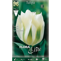 Bulbi Autunnali Tulipano Spring Green Confezione Da 10 Bulbi Bulbs Bulbs precio
