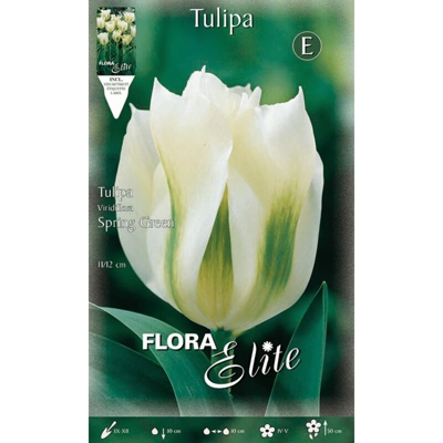 Bulbi Autunnali Tulipano Spring Green Confezione Da 10 Bulbi Bulbs Bulbs