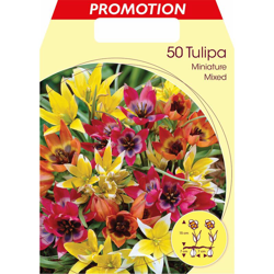 Bulbi Autunnali Tulipano Miniature Mix Di Colori Confezione Da 50 Bulbi Autunnali Bulbs en oferta