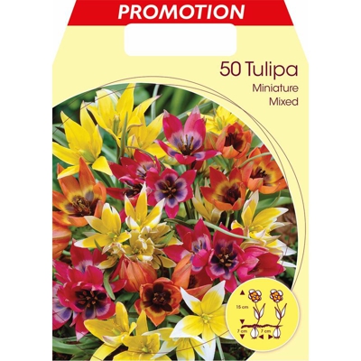 Bulbi Autunnali Tulipano Miniature Mix Di Colori Confezione Da 50 Bulbi Autunnali Bulbs